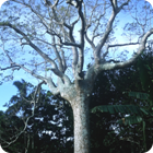'Gyrocarpus americanus' – Motalava, Banks