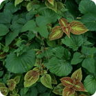 Medicinal leaves – Gaua, Banks
